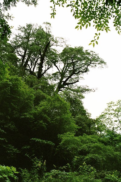 按此在新視窗瀏覽圖片