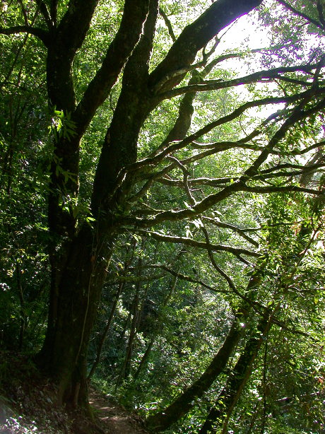 按此在新視窗瀏覽圖片