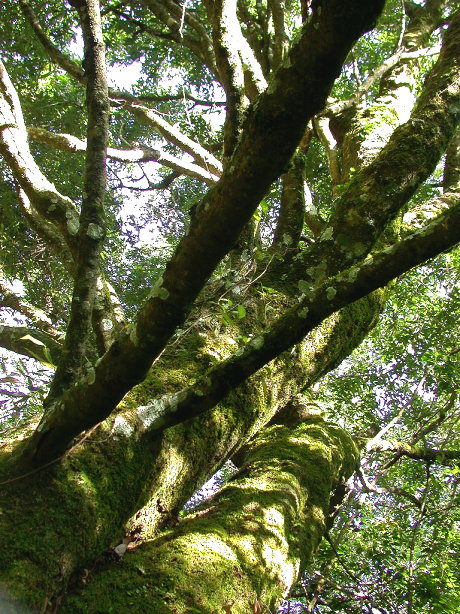 按此在新視窗瀏覽圖片