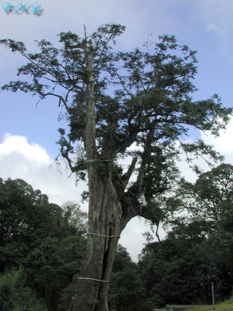 按此在新視窗瀏覽圖片