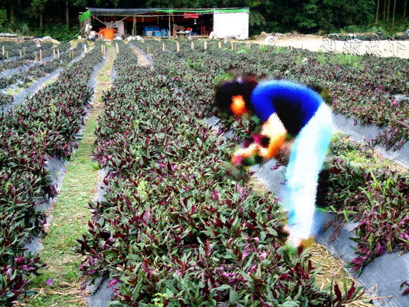 按此在新視窗瀏覽圖片