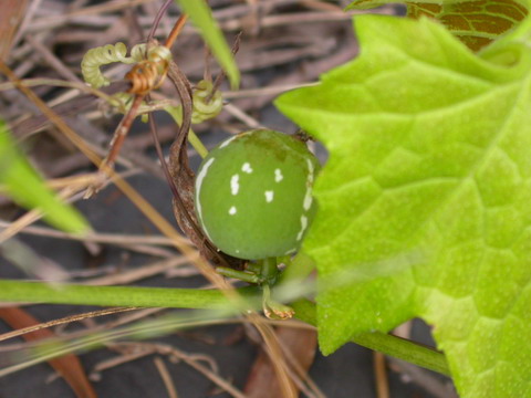 按此在新視窗瀏覽圖片