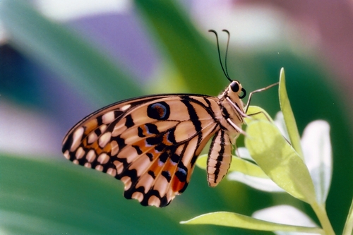 按此在新視窗瀏覽圖片