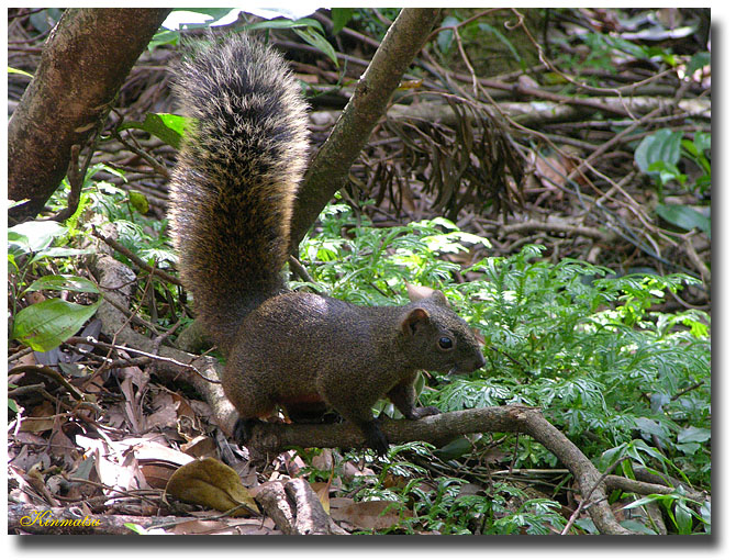 «ö¦¹¦b·sµøµ¡ÂsÄý¹Ï¤ù