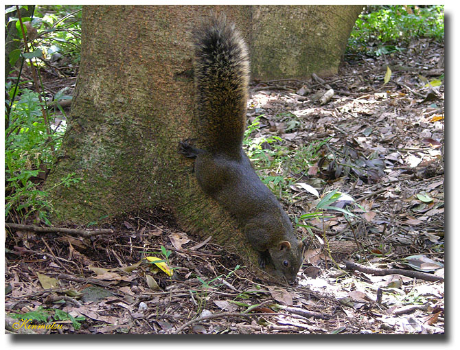 «ö¦¹¦b·sµøµ¡ÂsÄý¹Ï¤ù