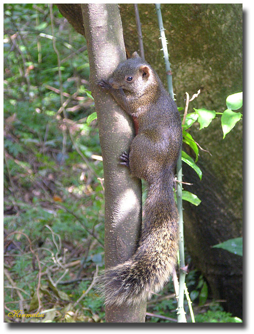 «ö¦¹¦b·sµøµ¡ÂsÄý¹Ï¤ù