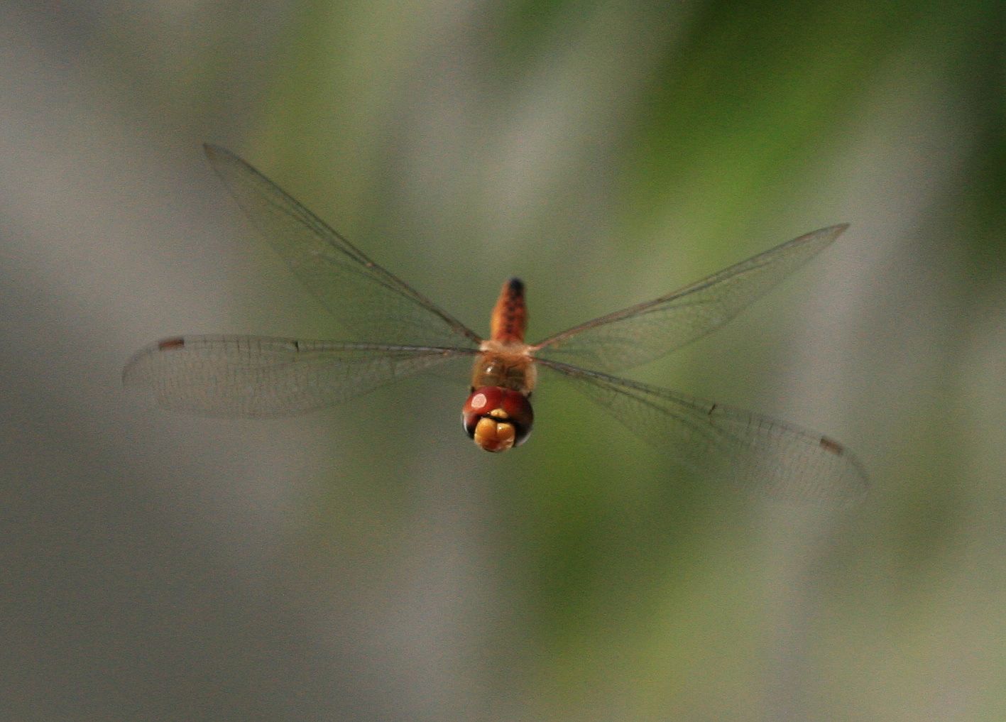 按此在新視窗瀏覽圖片