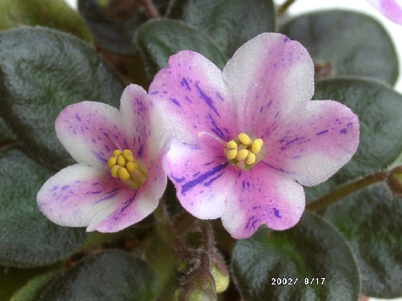 按此在新視窗瀏覽圖片