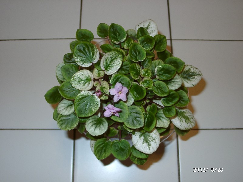 按此在新視窗瀏覽圖片