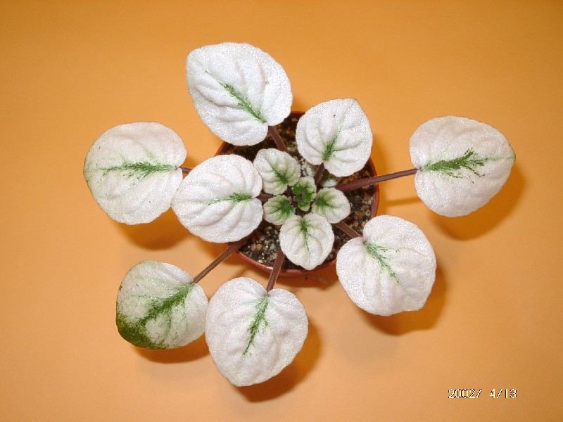 按此在新視窗瀏覽圖片