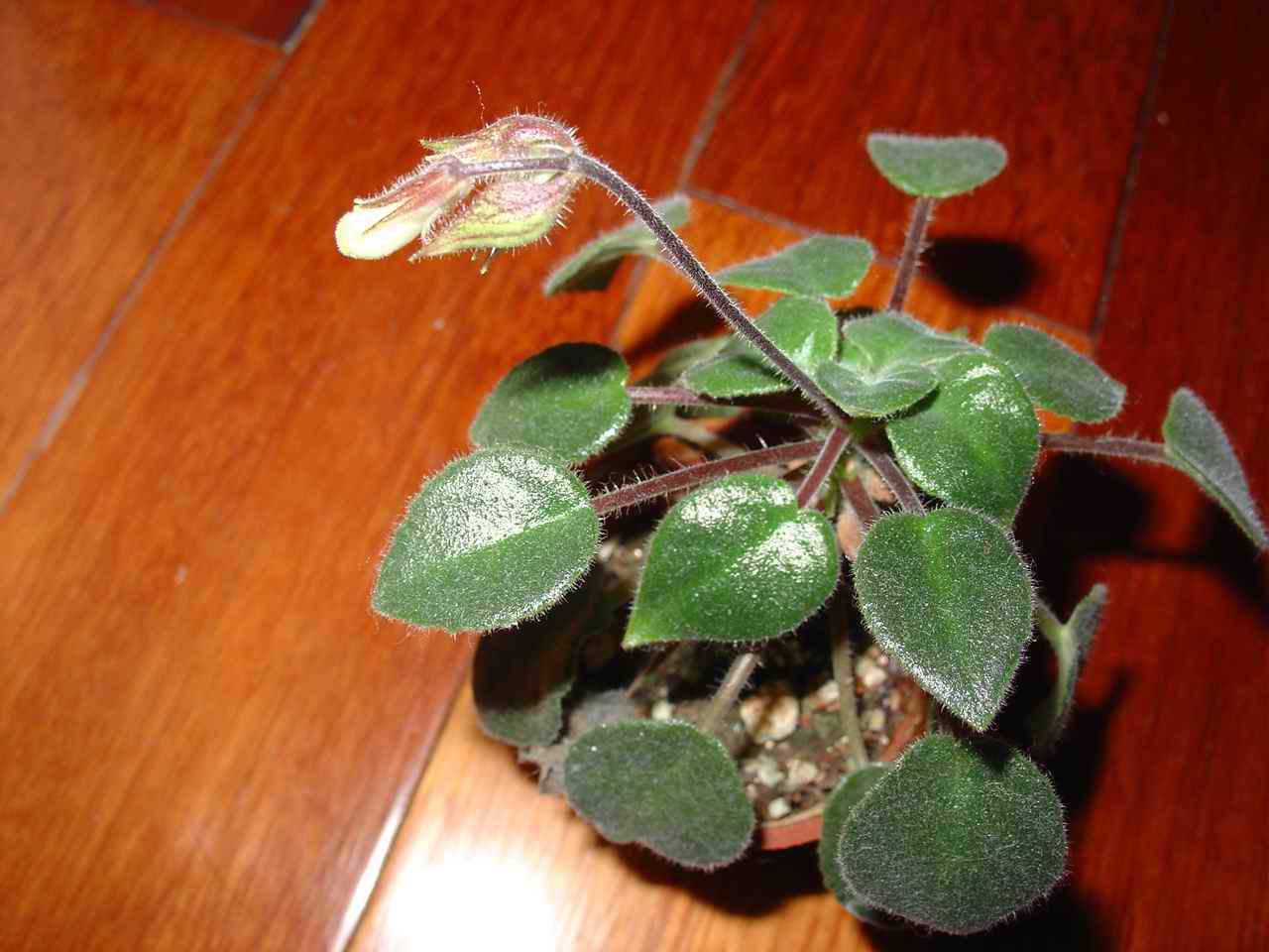 «ö¦¹¦b·sµøµ¡ÂsÄý¹Ï¤ù