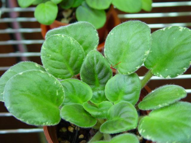 «ö¦¹¦b·sµøµ¡ÂsÄý¹Ï¤ù