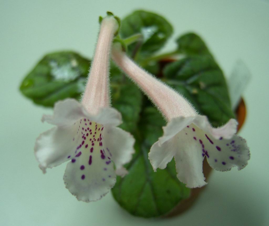 «ö¦¹¦b·sµøµ¡ÂsÄý¹Ï¤ù