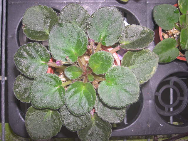 «ö¦¹¦b·sµøµ¡ÂsÄý¹Ï¤ù