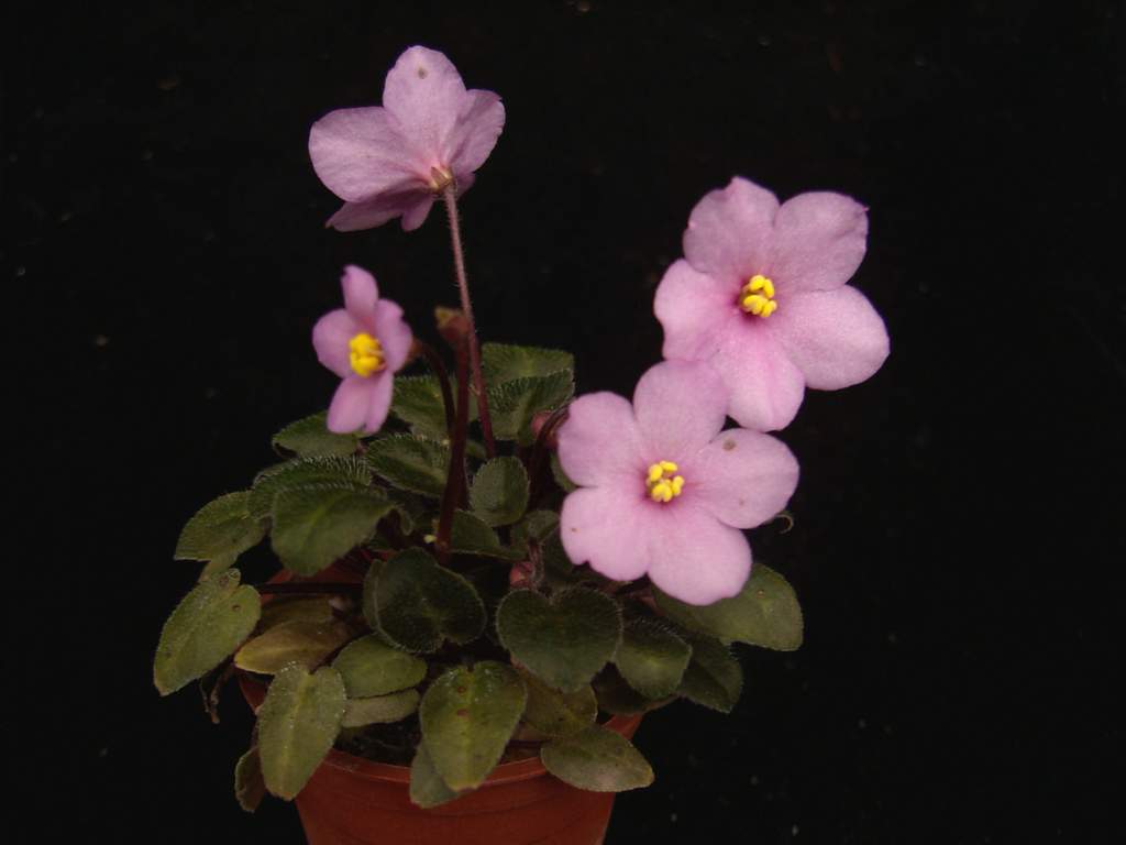 «ö¦¹¦b·sµøµ¡ÂsÄý¹Ï¤ù