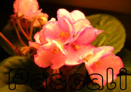 «ö¦¹¦b·sµøµ¡ÂsÄý¹Ï¤ù