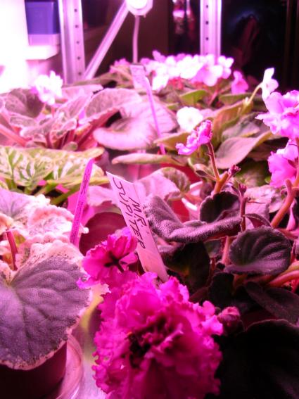 «ö¦¹¦b·sµøµ¡ÂsÄý¹Ï¤ù