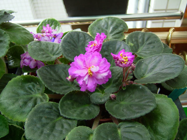 «ö¦¹¦b·sµøµ¡ÂsÄý¹Ï¤ù