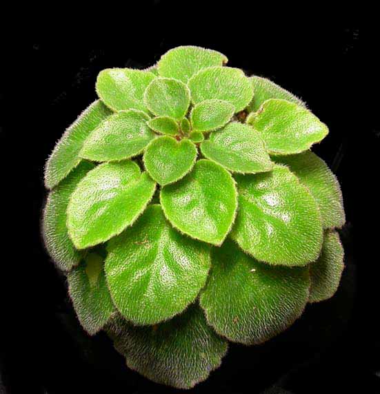 «ö¦¹¦b·sµøµ¡ÂsÄý¹Ï¤ù