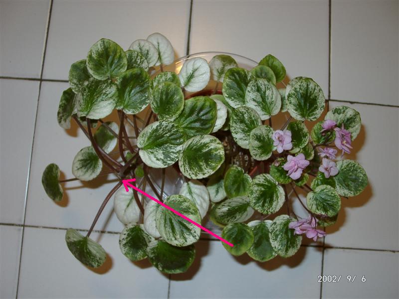 按此在新視窗瀏覽圖片