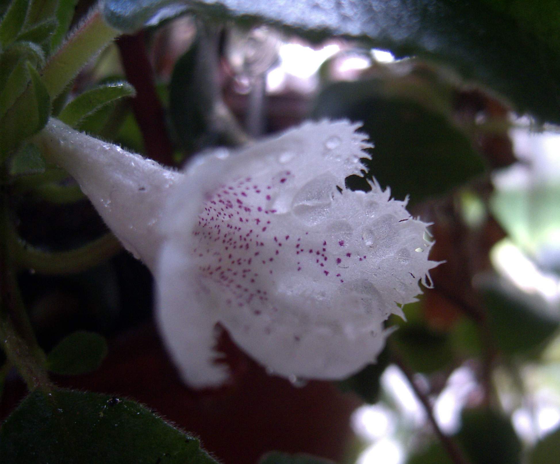 «ö¦¹¦b·sµøµ¡ÂsÄý¹Ï¤ù