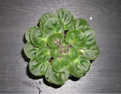 «ö¦¹¦b·sµøµ¡ÂsÄý¹Ï¤ù