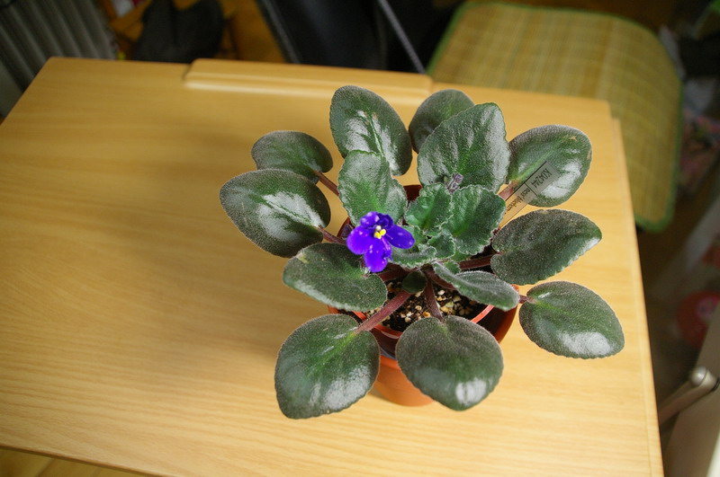 «ö¦¹¦b·sµøµ¡ÂsÄý¹Ï¤ù