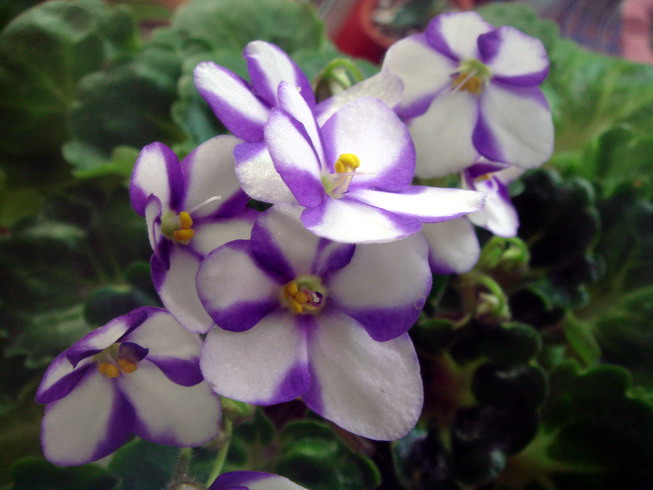 «ö¦¹¦b·sµøµ¡ÂsÄý¹Ï¤ù