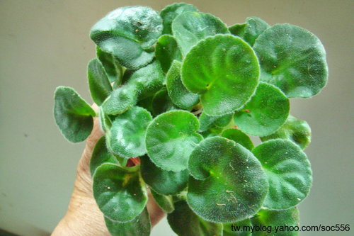 «ö¦¹¦b·sµøµ¡ÂsÄý¹Ï¤ù