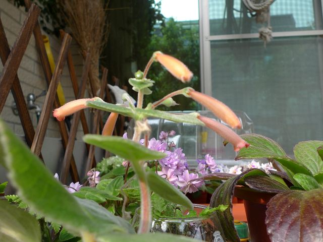 «ö¦¹¦b·sµøµ¡ÂsÄý¹Ï¤ù