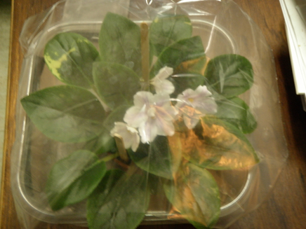 «ö¦¹¦b·sµøµ¡ÂsÄý¹Ï¤ù