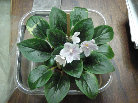 «ö¦¹¦b·sµøµ¡ÂsÄý¹Ï¤ù