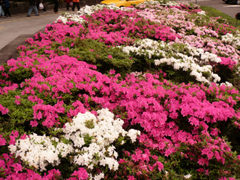 «ö¦¹¦b·sµøµ¡ÂsÄý¹Ï¤ù