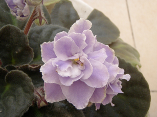 «ö¦¹¦b·sµøµ¡ÂsÄý¹Ï¤ù