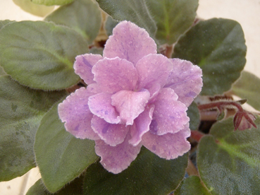 «ö¦¹¦b·sµøµ¡ÂsÄý¹Ï¤ù