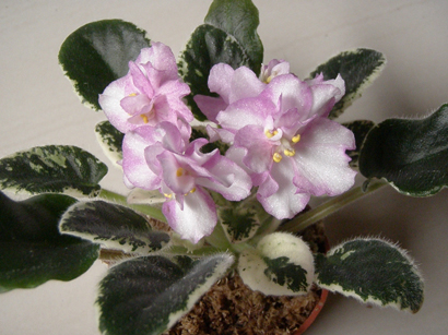 «ö¦¹¦b·sµøµ¡ÂsÄý¹Ï¤ù