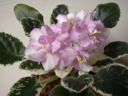 «ö¦¹¦b·sµøµ¡ÂsÄý¹Ï¤ù