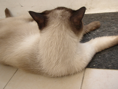 «ö¦¹¦b·sµøµ¡ÂsÄý¹Ï¤ù