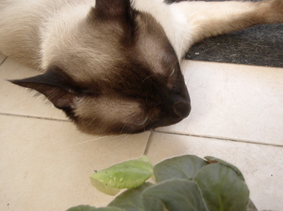 «ö¦¹¦b·sµøµ¡ÂsÄý¹Ï¤ù