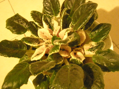 «ö¦¹¦b·sµøµ¡ÂsÄý¹Ï¤ù