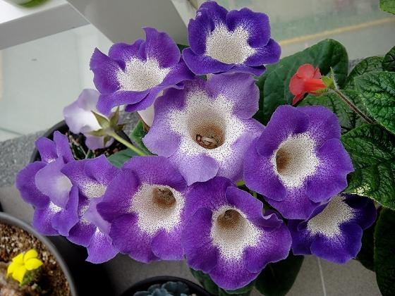 «ö¦¹¦b·sµøµ¡ÂsÄý¹Ï¤ù