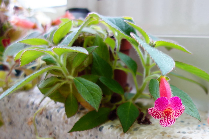 按此在新視窗瀏覽圖片