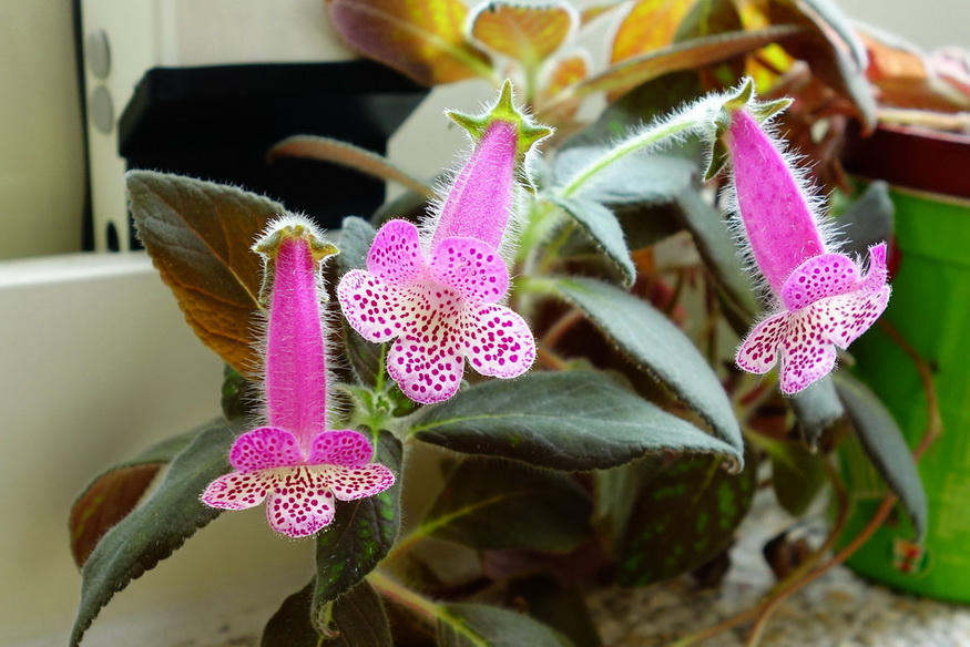 按此在新視窗瀏覽圖片