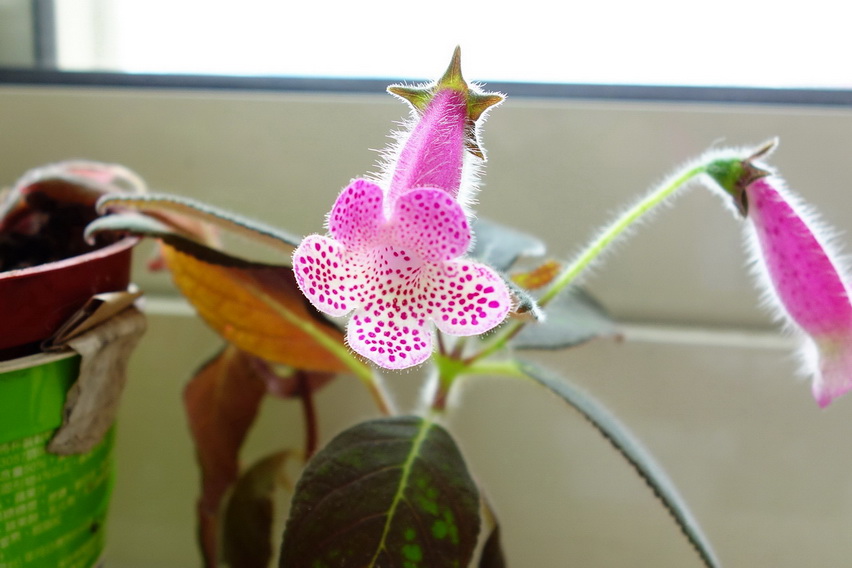 «ö¦¹¦b·sµøµ¡ÂsÄý¹Ï¤ù