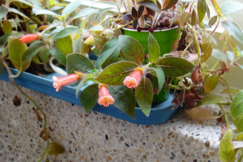 «ö¦¹¦b·sµøµ¡ÂsÄý¹Ï¤ù