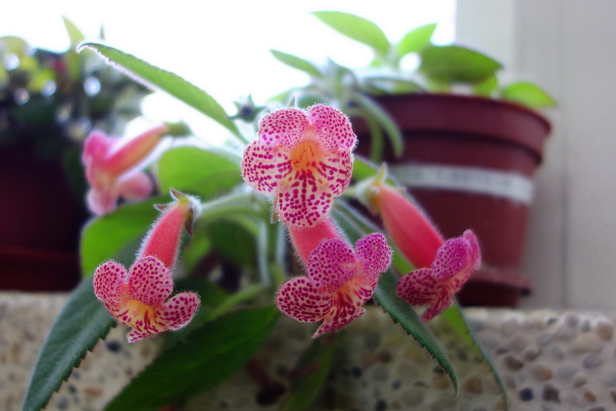 «ö¦¹¦b·sµøµ¡ÂsÄý¹Ï¤ù