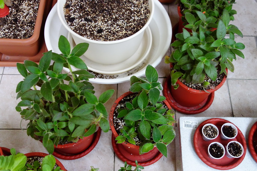 «ö¦¹¦b·sµøµ¡ÂsÄý¹Ï¤ù