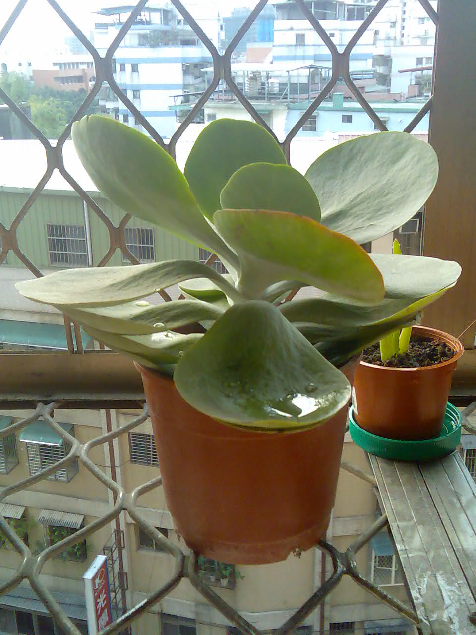 «ö¦¹¦b·sµøµ¡ÂsÄý¹Ï¤ù