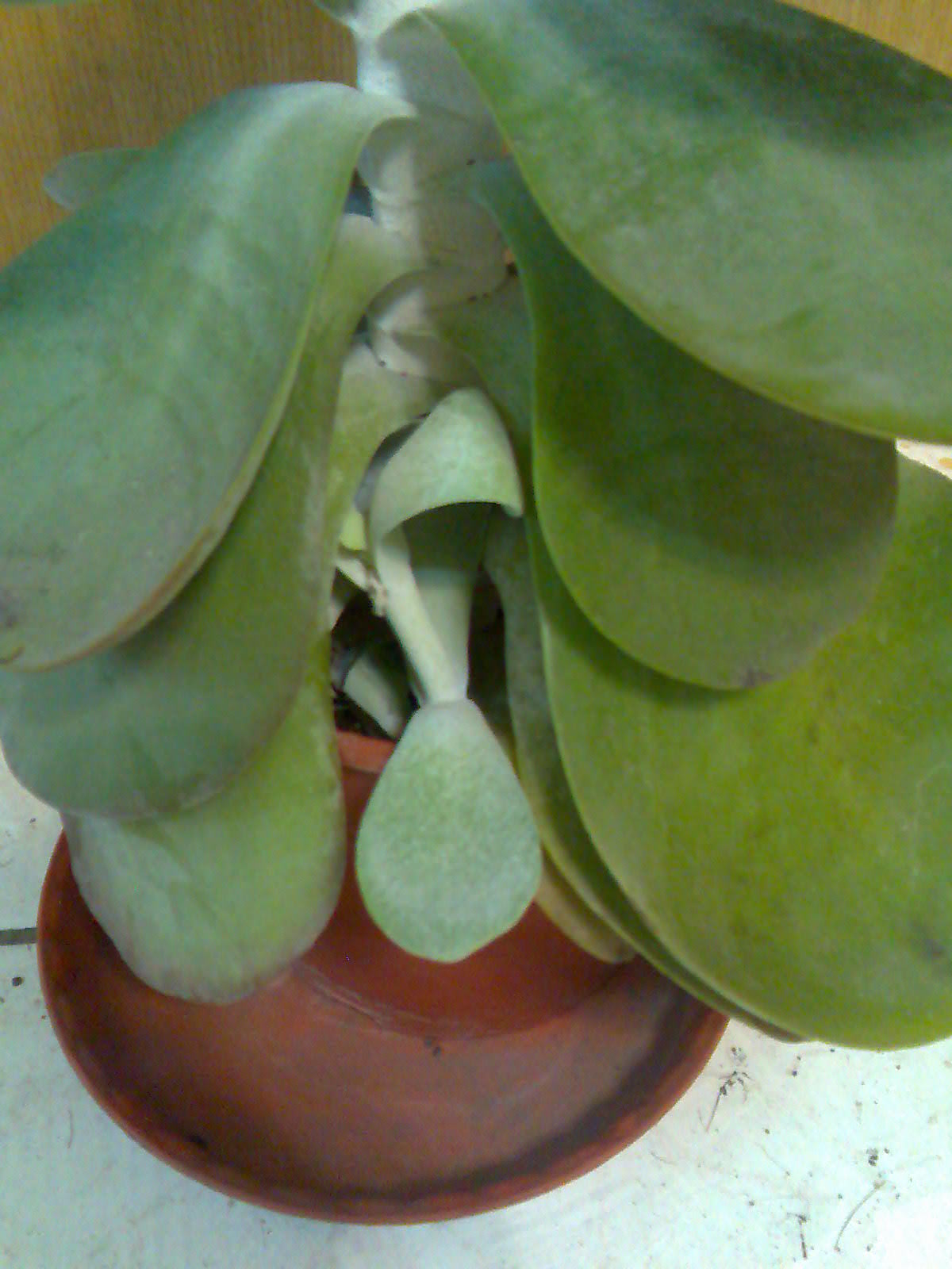 «ö¦¹¦b·sµøµ¡ÂsÄý¹Ï¤ù