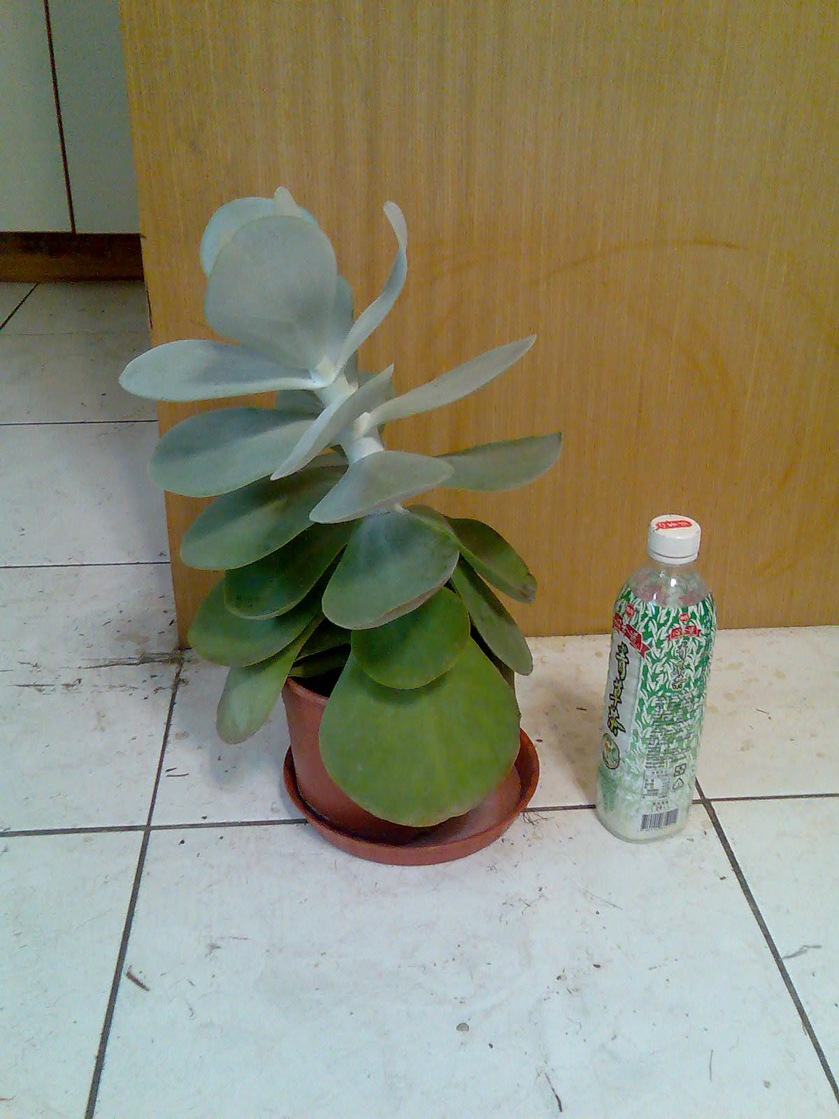 «ö¦¹¦b·sµøµ¡ÂsÄý¹Ï¤ù